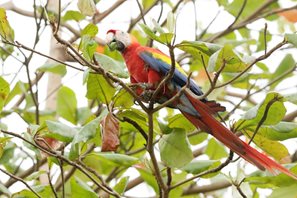 Scarlet-Macaw-(2)
