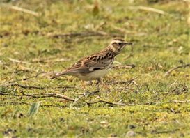 Woodlark