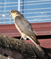 Sparrowhawk-(3)