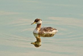 Rednecked grebe