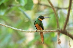 Rufous-tailed-Jacamar-(2)