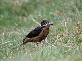 Hairy-Woodpecker