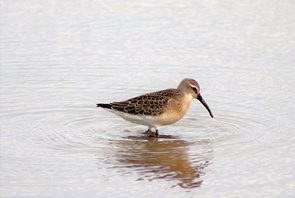 Sandpiper,-Curlew