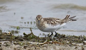 Baird's Sandpiper
