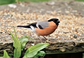 Bullfinch