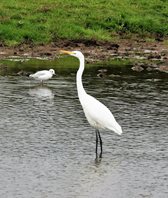 Great-white-Egret-(6)