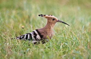 Hoopoe