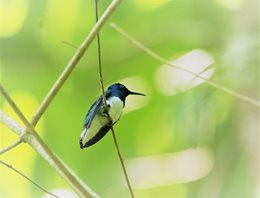 White-necked-Jacobin