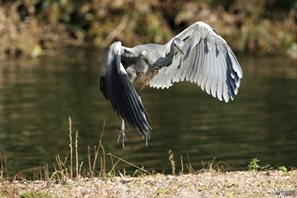 Grey Heron