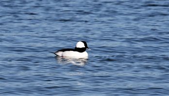 Bufflehead-(7)