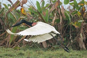 Jabiru-(9)