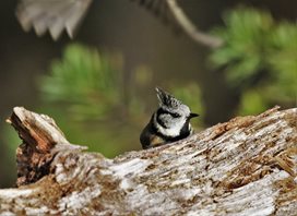 Crested tit