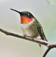 Rubythroated-humming-bird-(51)