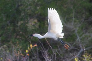 Snowy-egret-(1)