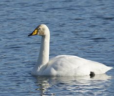 Whooper-Swan-(1)