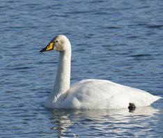 Whooper-Swan-(1)