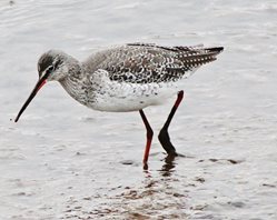 Spotted Redshank