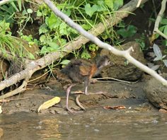 Red-naped-Wood-rail-(1)