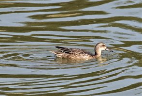 Garganey