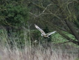 Short-eared-Owl-(10)