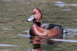 Ferruginous duck