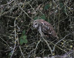 Short-eared Owl