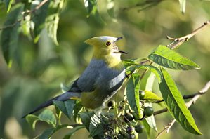 Long-tailed-Silky-flycatcher-(3)