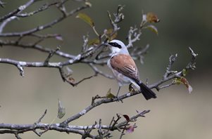 Red-backed-Shrike-(2)