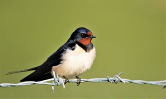 Swallow