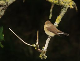 Redbreasted-flycatcher-(10)