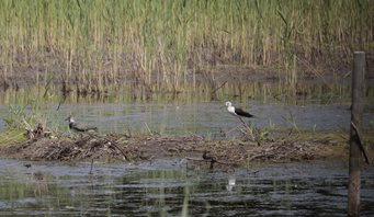 Black-winged-Stilt-(3)