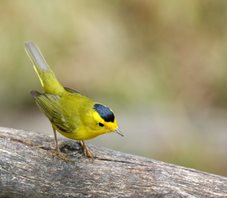 Wilsons-Warbler