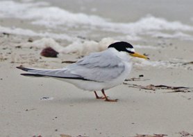 Least-tern-(14)