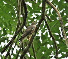 Double-toothed-hawk