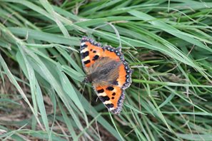 tortoiseshell-(1)