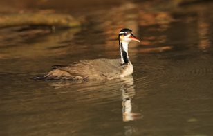 Sungrebe-(2)