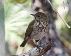 Hermit-thrush-(1)