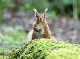 red squirrel
