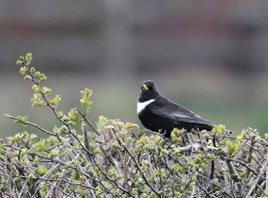 Ring-Ouzel