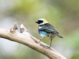 Golden-hooded-Tanager-(1)