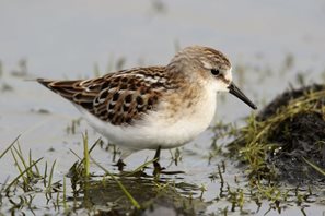 Little-Stint-(22)