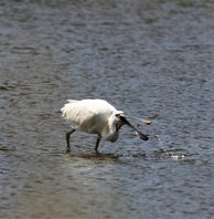 spoonbill