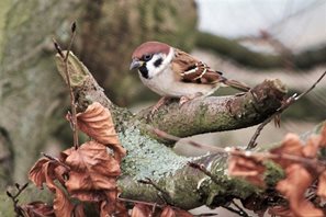 Tree Sparrow