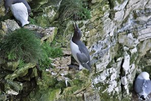 Guillemot