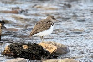 Common-Sandpiper_1