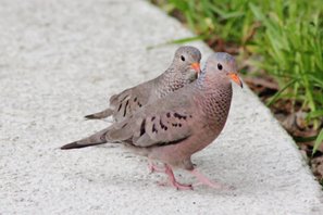 Ground-dove-(16)