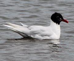 Med-gull-(2)