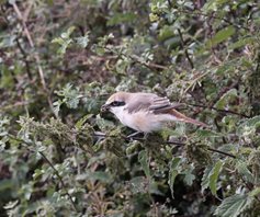 Red-tailed-Shrike-(10)_1