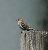 Yellowrumped-warbler