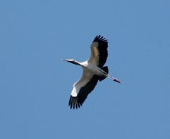 Woodstork-(4)